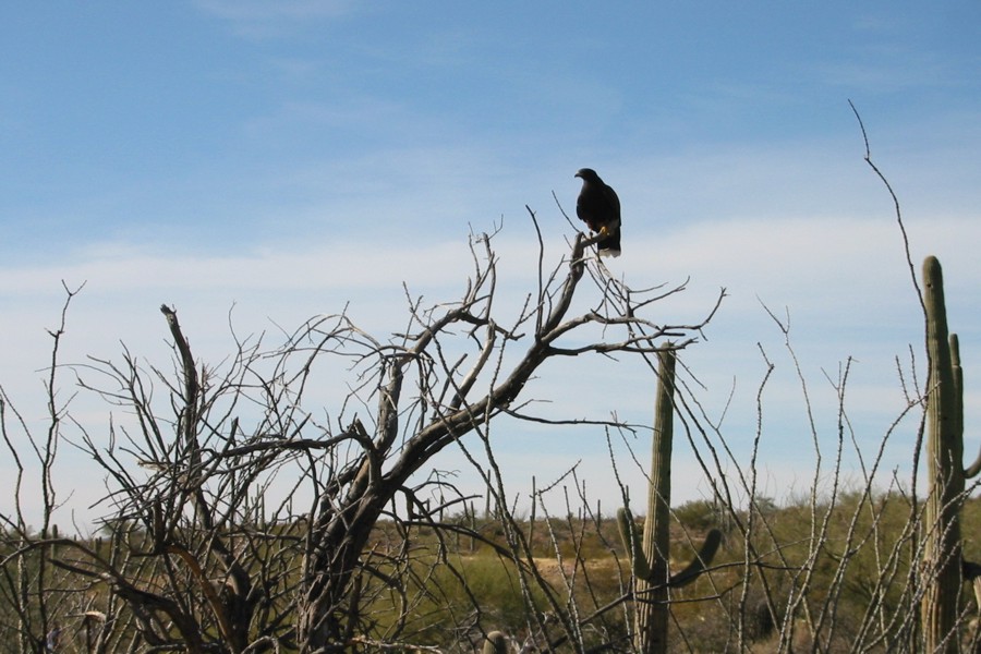 ../image/falcons 4.jpg